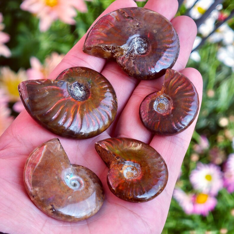 May include: Five polished ammonite fossils with a spiral pattern and iridescent sheen. The fossils are various sizes and shades of brown, with hints of orange and silver. The fossils are held in a hand against a background of flowers.