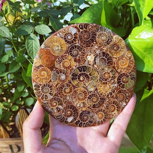 May include: A circular, polished stone showcasing numerous fossilised ammonite shells. The shells exhibit a range of warm brown and tan shades, forming a spiral design. The stone is held in a hand, with green foliage in the background.