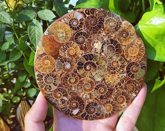 Natural Ammonite Fossil Spiral Disc Gift for Quartz Crystal 12CM