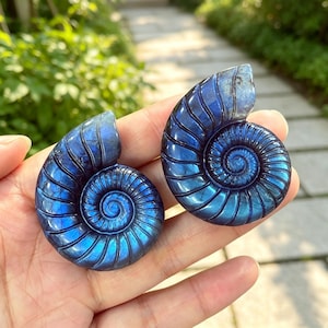 May include: Two polished labradorite stones carved into the shape of spiraled ammonite fossils. The stones exhibit a deep blue iridescent sheen with visible striations following the curved, shell-like pattern of the carvings.