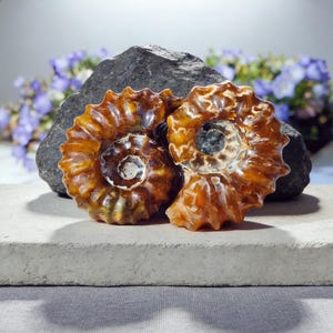 May include: Two polished ammonite fossils, showcasing detailed spiral patterns in warm brown and amber tones. The fossils are presented on a concrete surface, with a dark grey rock and purple flowers in the background.