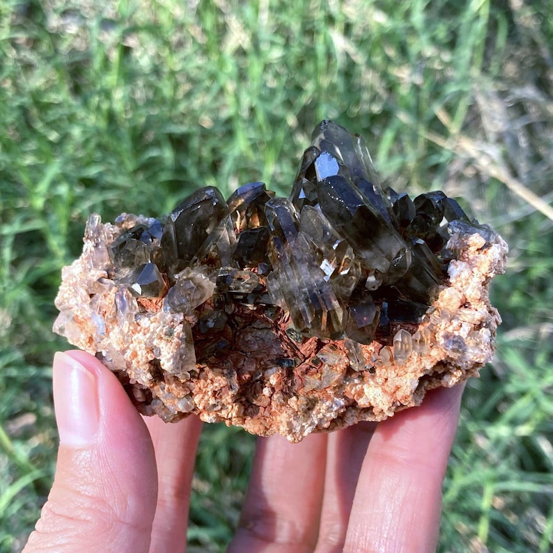 May include: A cluster of dark, smoky quartz crystals. The crystals are a translucent, smoky brown color and are attached to a rough, beige and brown matrix. The crystals are held in a hand against a blurred green background.