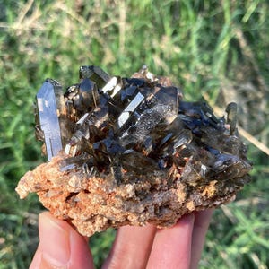 May include: A cluster of dark smoky quartz crystals, ranging in size, are set on a rough, tan matrix. The crystals have a translucent, glassy appearance with a deep brown color. The natural formation is held in a hand against a backdrop of green grass.