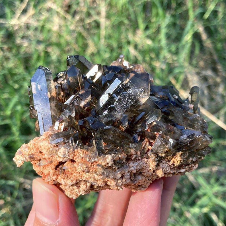 May include: A cluster of dark smoky quartz crystals, ranging in size, are set on a rough, tan matrix. The crystals have a translucent, glassy appearance with a deep brown color. The natural formation is held in a hand against a backdrop of green grass.