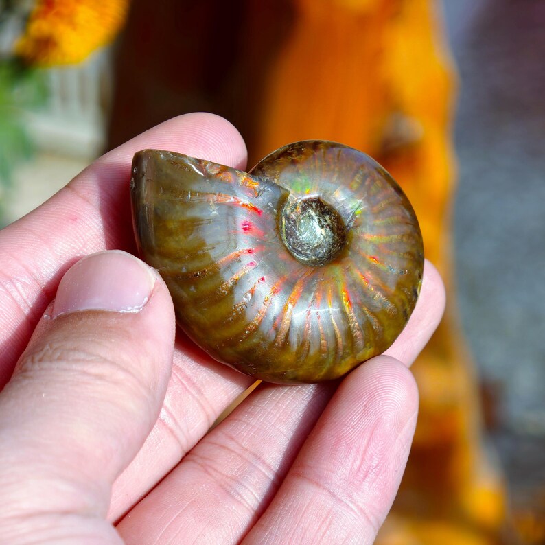 May include: A polished ammonite fossil, showcasing a spiral pattern with iridescent colors of green, orange, and red. The fossil is held in a hand, highlighting its size and detail. The fossil's surface has a smooth, glossy finish.