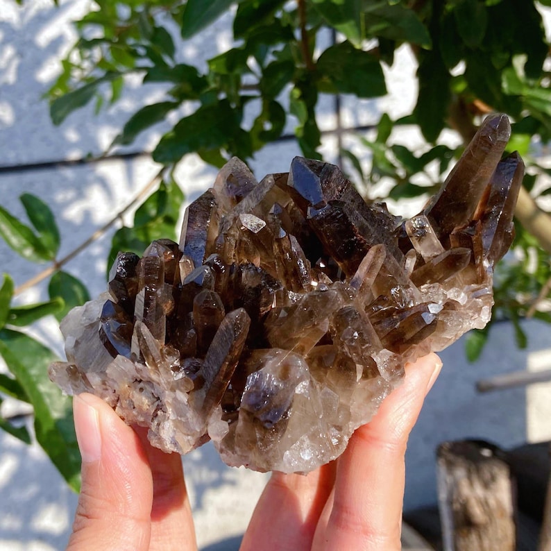 May include: A cluster of smoky quartz crystals, featuring a range of brown hues from light to dark. The crystals are sharply pointed and clustered together, creating a textured, natural formation. The quartz is held in a hand, with a green leafy background.