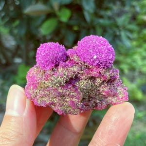 May include: A raw mineral specimen featuring two prominent, rounded clusters of vibrant magenta crystals atop a base of dark, metallic gold-toned pyrite. The crystalline structure is dense and textured, displaying a sharp contrast between the bright pink, sparkling surface and the earthy, metallic mineral foundation.
