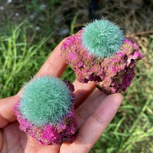 May include: Two mineral specimens featuring vibrant, spherical clusters of needle-like mint green crystals attached to a rough, textured magenta and brown rock matrix. The specimens display a sharp contrast between the soft, fibrous green formations and the jagged, crystalline base.