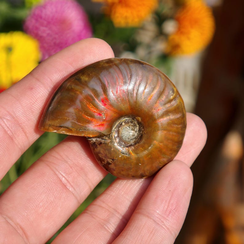 May include: A polished ammonite fossil, showcasing a spiral shell with iridescent brown, orange, and red hues. The fossil is held in a hand, with a blurred floral background.
