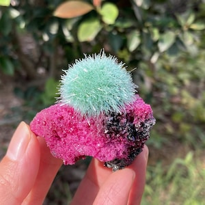 May include: A mineral specimen featuring a vibrant, spherical cluster of light green, needle-like crystals resting atop a jagged, deep magenta and black rock base. The crystalline structure displays a radiating, spiky texture with a soft, fuzzy appearance, contrasting sharply with the rough, crystalline surface of the dark pink and black host rock.