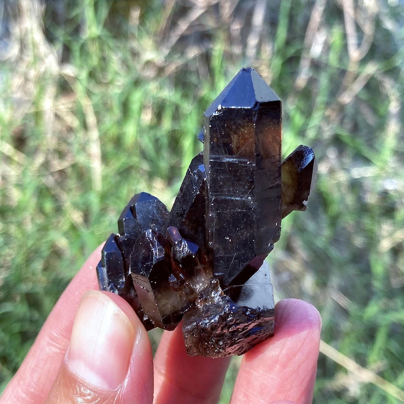 May include: A cluster of dark brown smoky quartz crystals. The crystals have sharp, pointed terminations and a glossy surface. The quartz is held in a hand against a blurred green background.