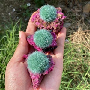 May include: Three mineral specimens featuring vibrant magenta, crystalline rock bases topped with spherical, mint-green, needle-like mineral formations. Each piece displays a distinct contrast between the rough, dark pink matrix and the delicate, radiating green crystal clusters.