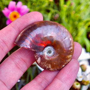May include: A polished ammonite fossil, showcasing a spiral shell with rich brown and reddish-orange hues. The fossil's intricate details are visible, with a pearly white center. The background features green foliage and a pink flower.