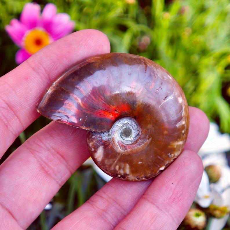 May include: A polished ammonite fossil, showcasing a spiral shell with rich brown and reddish-orange hues. The fossil's intricate details are visible, with a pearly white center. The background features green foliage and a pink flower.