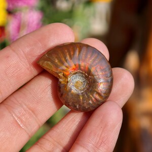 May include: A polished, iridescent ammonite fossil. The spiral shell displays a range of colors, including brown, gold, and red. The fossil is held in a hand, showcasing its intricate details and natural beauty.