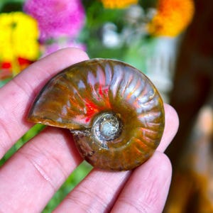 May include: A polished ammonite fossil with a spiral shape. The fossil displays a range of colors, including brown, red, and gold, with iridescent patterns. The fossil is a natural specimen, showcasing the intricate details of its ancient form.