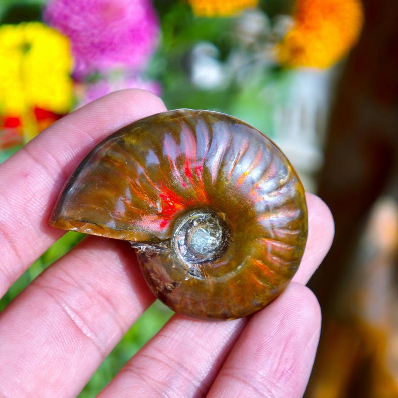 May include: A polished ammonite fossil with a spiral shape. The fossil displays a range of colors, including brown, red, and gold, with iridescent patterns. The fossil is a natural specimen, showcasing the intricate details of its ancient form.