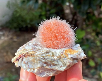 Natural Orange Dandelion Zeolite Specimen, Cactus Zeolite，Home Decoration，Healing Crystal Gift for Collector