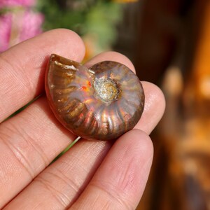 May include: A polished ammonite fossil with iridescent colors of brown, gold, and red. The spiral shell is held in a hand, showcasing its intricate details and natural beauty. This unique specimen is a testament to ancient marine life.