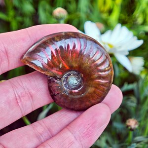 May include: A polished ammonite fossil, showcasing a spiral shell with iridescent red and brown hues. The fossil is held in a hand, with a blurred background of green foliage and white flowers.