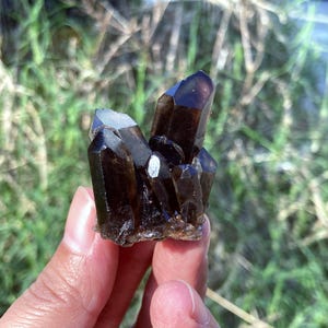 May include: A cluster of dark brown smoky quartz crystals. The crystals are translucent with sharp points and varying sizes. The quartz is held in a hand against a blurred green background.