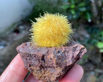 Natural Yellow Dandelion Zeolite Specimen, Cactus Zeolite，Home Decoration，Healing Crystal Gift for Collector