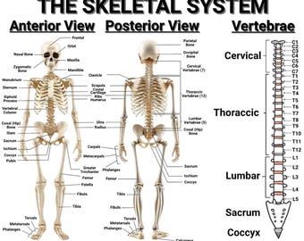 Skeletal System Poster Rolled Posters | Anatomy Wall Art