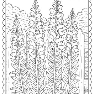 May include: Black and white line art illustration of tall flowers in front of a wooden fence. The flowers have long stems and clustered blooms. The background includes clouds and foliage, all within a decorative scalloped border.