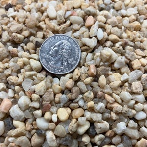 May include: Close-up of a pile of small, smooth, multi-colored pebbles. A United States quarter coin is placed on top of the pebbles for size comparison. The pebbles are various shades of beige, tan, white, and gray.