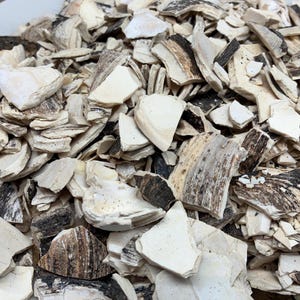 May include: A close-up shot of a pile of irregularly shaped, off-white pieces with brown and black markings. The pieces appear to be fragments of a natural material, possibly wood or bone, and are scattered across the image. The overall texture is rough and organic.