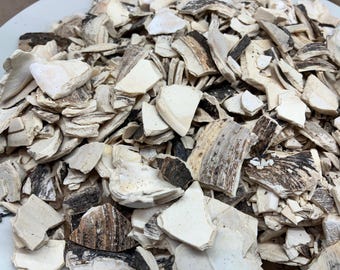 Crushed Clam Shell – Natural Calcium for Chickens, Hermit Crabs, Isopods, Aquariums & Crafts