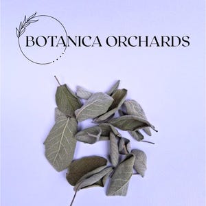 May include: A collection of dried sage leaves, pale green in colour, against a light purple backdrop. The leaves have a textured surface and visible veins. The image includes the text "BOTANICA ORCHARDS" in black, with a circular floral design.
