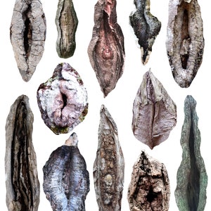 Yoni trees of New England