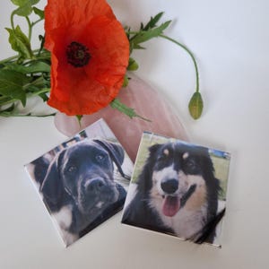 Peut inclure: Deux dessous de verre carrés avec des portraits de chiens. L'un représente un chien noir, l'autre un chien noir et blanc avec la langue sortie. Un coquelicot rouge vif et une pierre rose sont en arrière-plan.