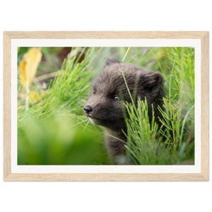 Artic Fox Framed Poster | Wildlife Photography Print | Premium Matte Wall Arte | Nordic Nature Home Decor