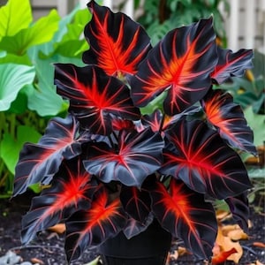 Dragon Heart Caladium Bulbs 6 Pack Fancy Elephant Ear Perennial