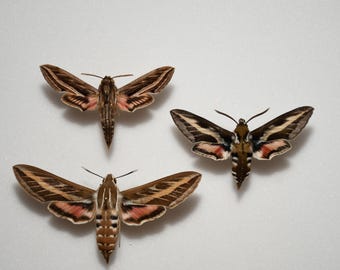 Trio of Sphinxes