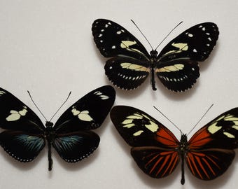 Trio Heliconius