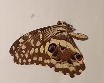 Set of 6 exotic butterflies