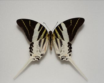 Graphium androcles