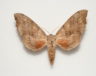 Poplar hawk-moth (Laothoe populi)
