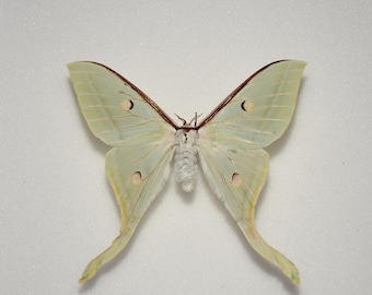 Actias selene