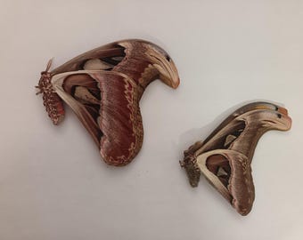 Attacus atlas couple