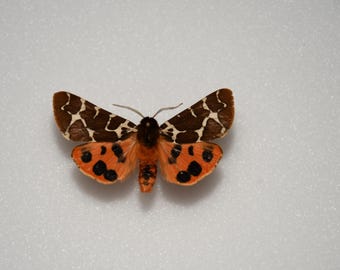 Arctia caja