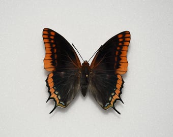 Pachá de dos colas (Charaxes jasius)