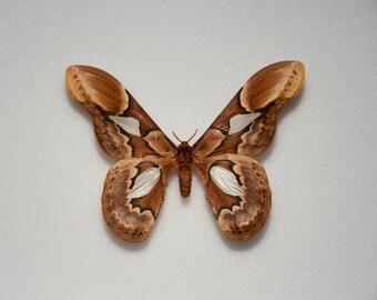 Rothschildia erycina