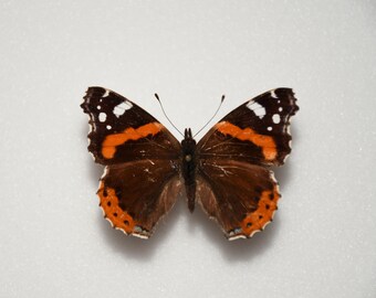 Vulcano (Vanessa atalanta)