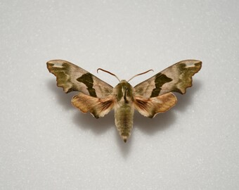 Linden hornworm (Mimas tiliae)