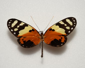 Melinaea ludovica