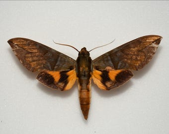 Eumorpha caprioneri